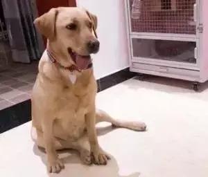 福懋动物诊所西槎路分院,福懋动物医院从化