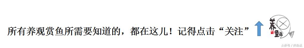 家里面养哪种观赏鱼最好,家里养哪种观赏鱼比较好