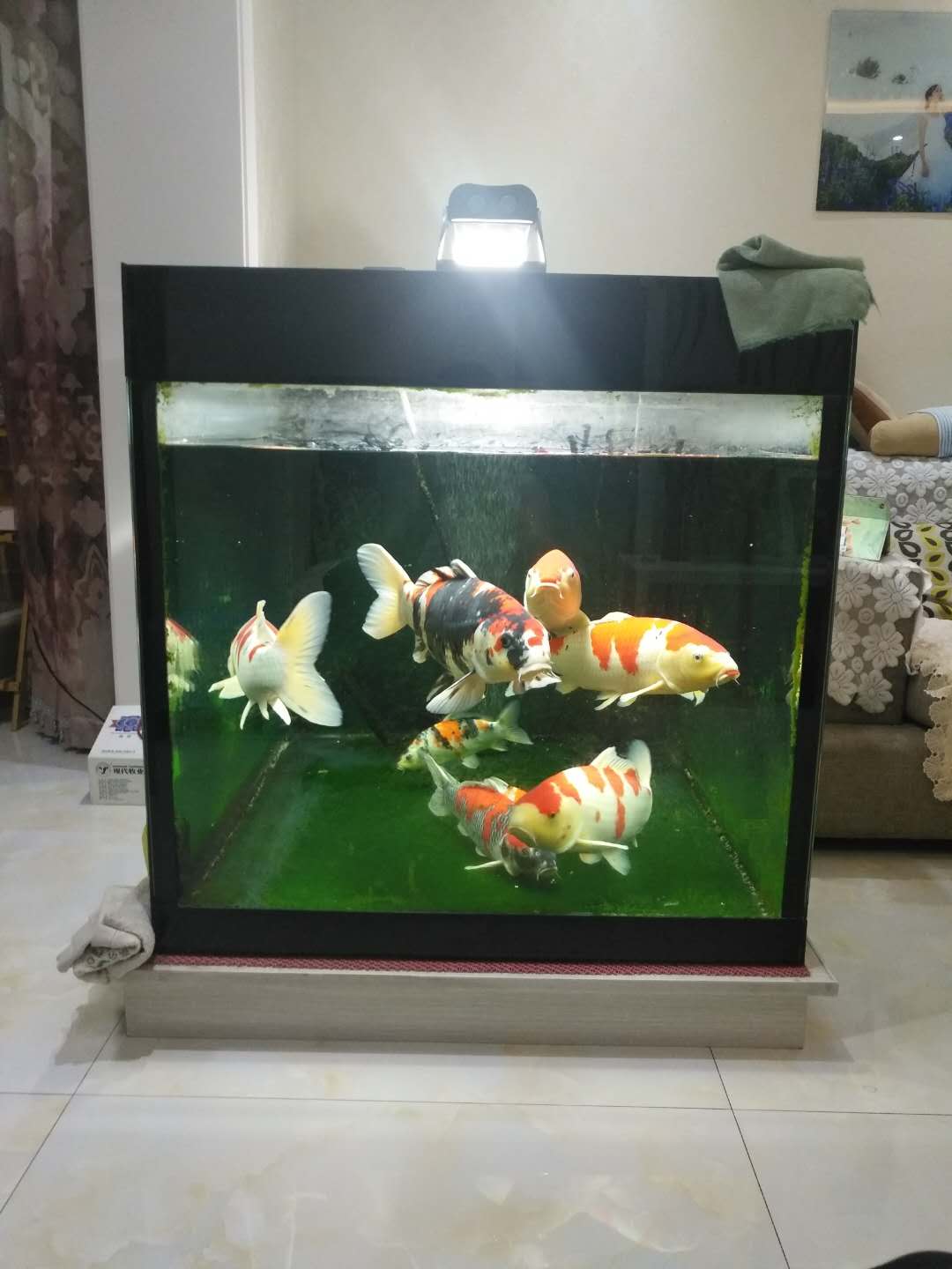 他来自河北小县城,两条锦鲤养了8年