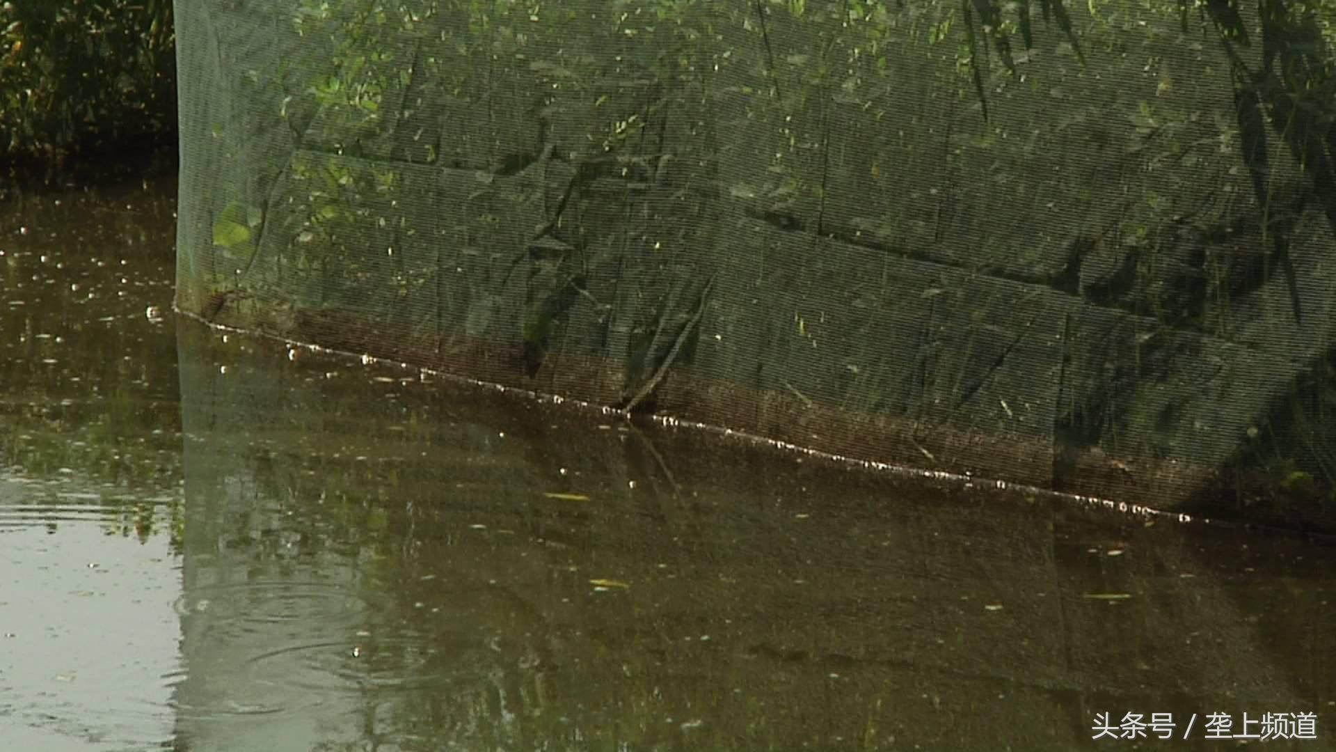 养一万条黄鳝可以赚多少钱,一个网箱黄鳝的收益