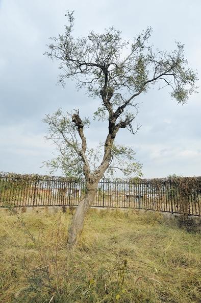 唐山古银杏树,唐山丰润古树