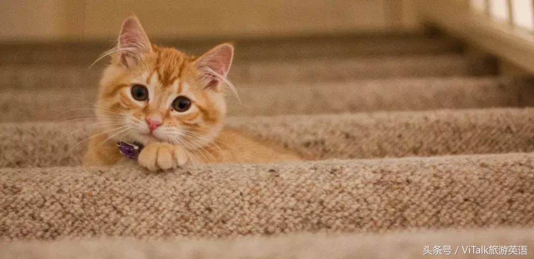 必看撸猫的正确方式,撸猫必学