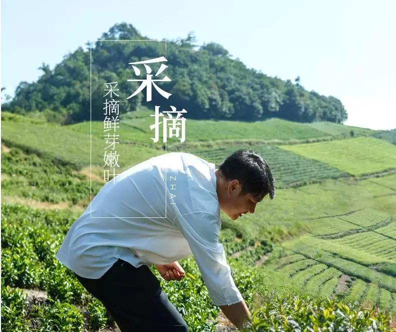 2000元一斤的信阳毛尖是什么档次,信阳毛尖100元一斤值得买吗