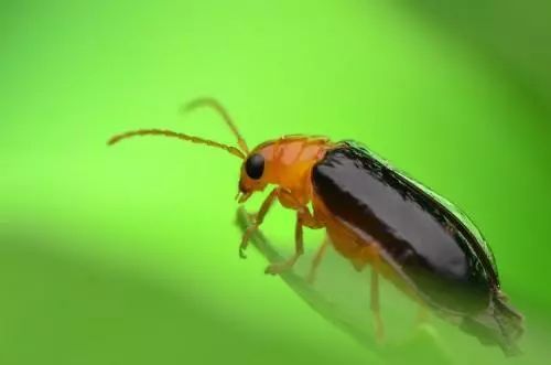 农作物害虫大全及防治,蔬菜害虫图片大全集