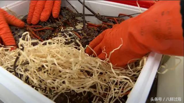 新西兰红色岩龙虾,新西兰岩龙虾介绍