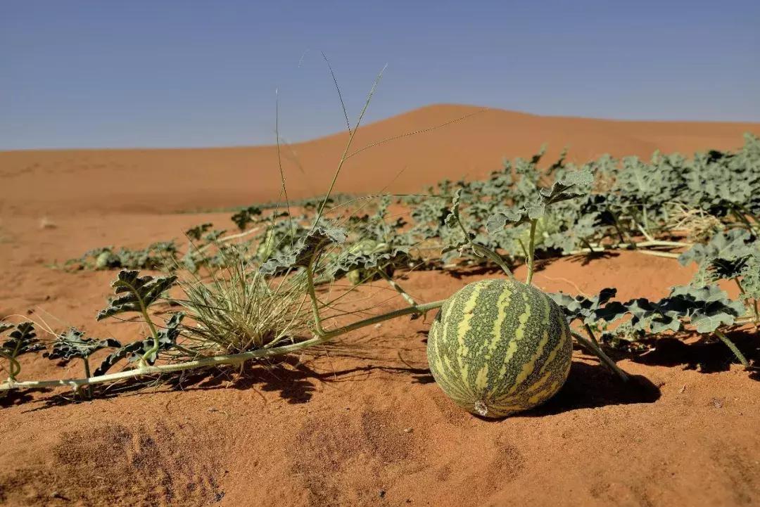 甜瓜｜伊丽莎白、金蜜、白兔、京玉、鲁厚甜1号、蜜兰、流星……