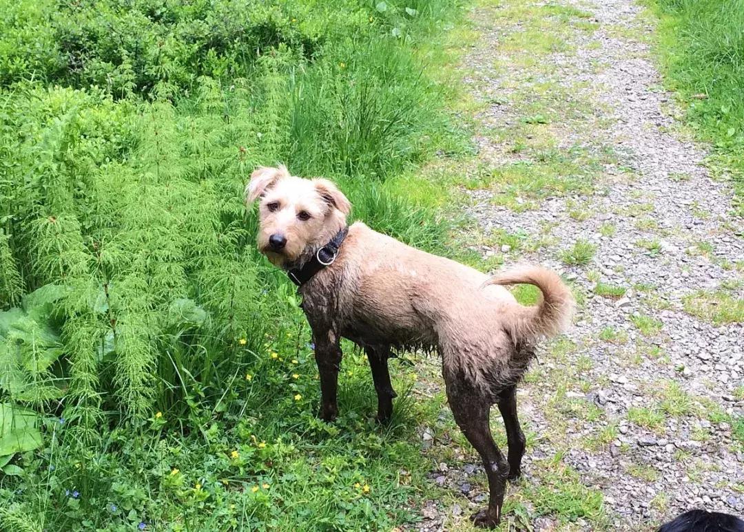 狗狗长虫子了吃什么药,狗狗长虫了用啥洗澡