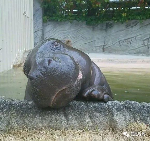 这只网红河马比你家喵星人都可爱!