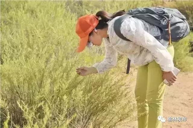 榆林治理鼻炎,榆林花粉实时监测平台