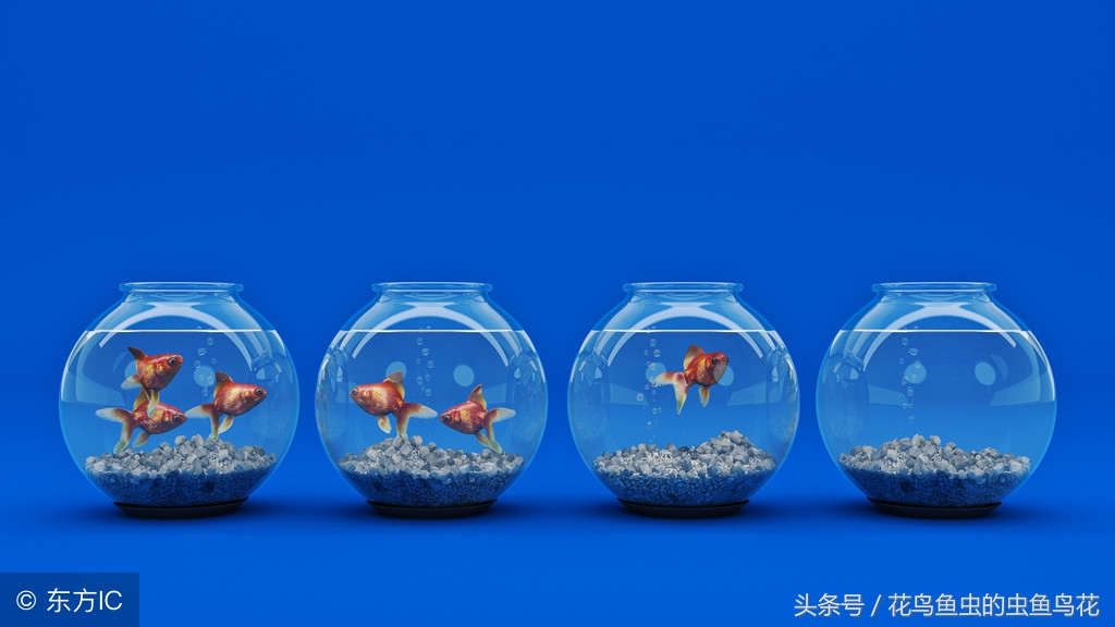 硝化细菌对鱼类的作用,温度对硝化细菌的影响