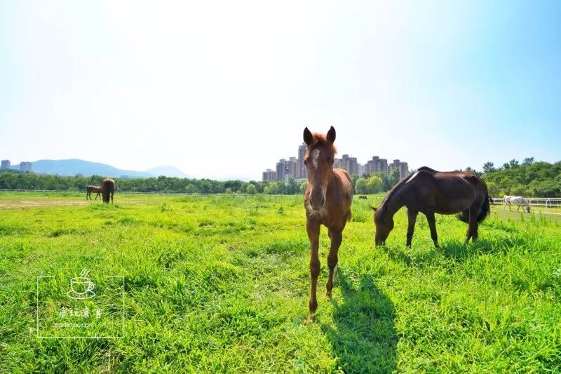 暑期去山东龙口,拍ins风网红大片,看没有游客蔚蓝大海!
