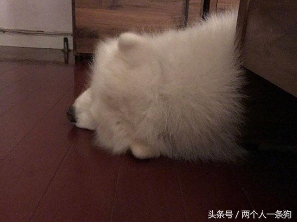 公司空调坏了主人挥汗如雨工作,萨摩耶却在家吹冷气,太舒服了