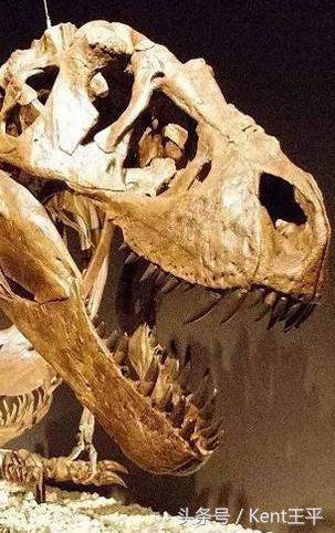 霸王龙的天敌食肉恐龙,巨型食肉牛龙对战霸王龙