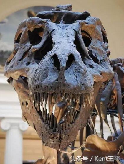霸王龙的天敌食肉恐龙,巨型食肉牛龙对战霸王龙