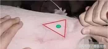 99%兽医都犯过的错｜给猪注射不简单，这7种方式和4大事项必掌握