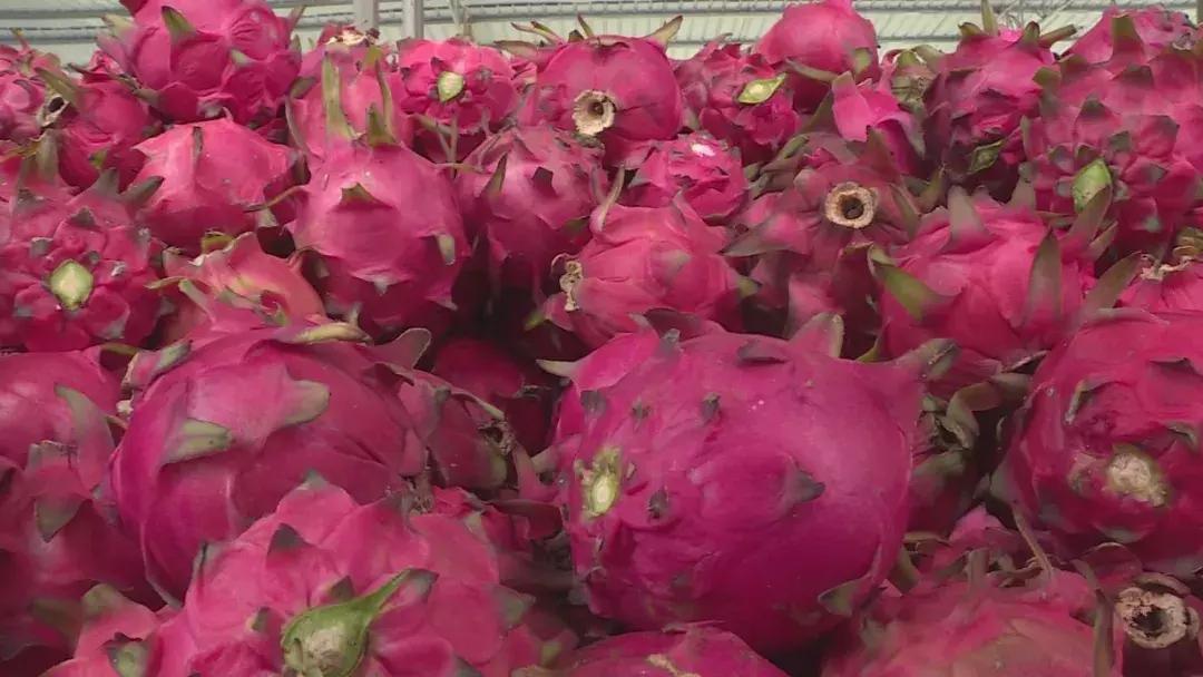 贵州关岭火龙果批发,火龙果深加工产品