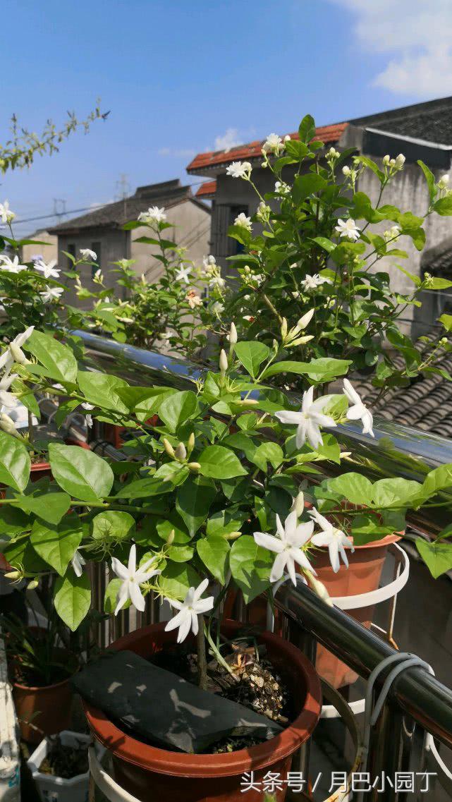 新到的茉莉苗叶子发蔫是怎么回事,茉莉叶子发蔫需要立即浇水吗