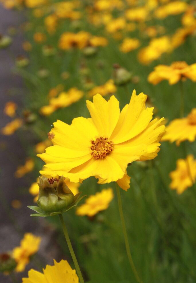 都认识“它”吧？我们老家管它叫“扫帚梅”你们那叫什么？