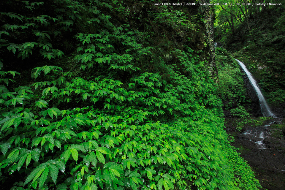 佳能17-40mm和24-70镜头评测,佳能17-40镜头最新款