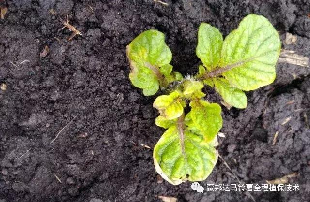 马铃薯苗期预防哪些病虫害,马铃薯生长期怎么防病