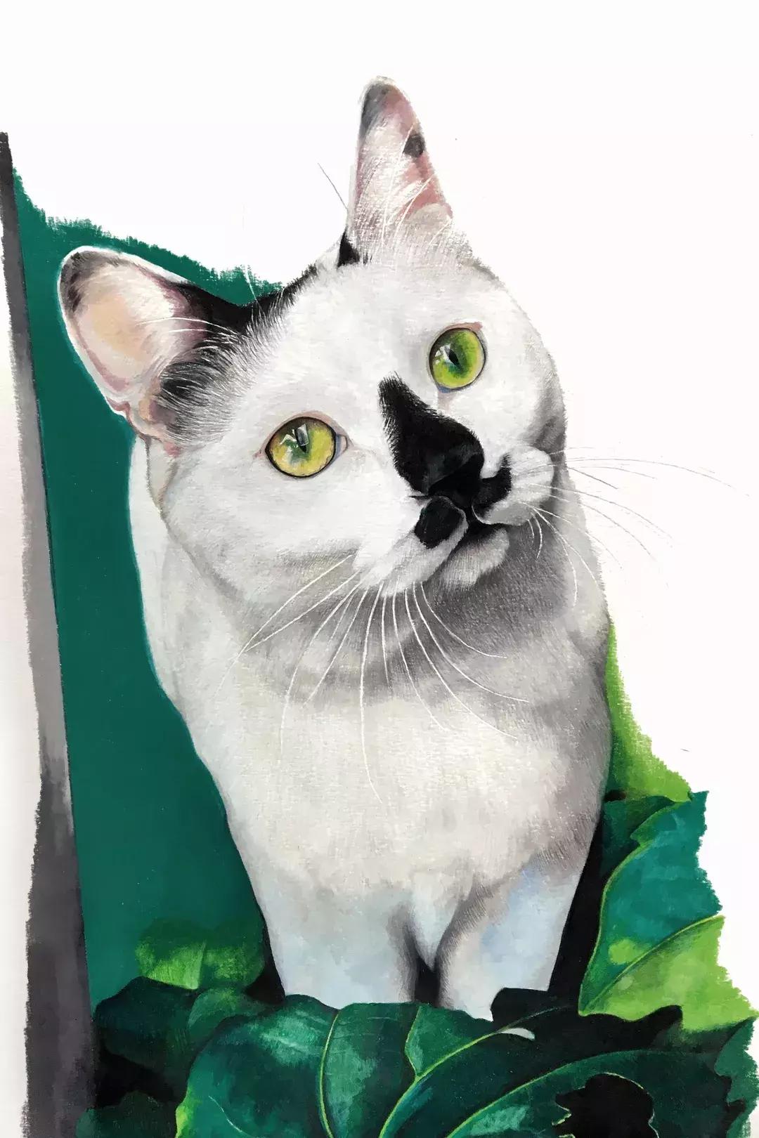 《猫谱》中的衔蝉就是王情圣这样的猫，我就是我，不一样的情圣！