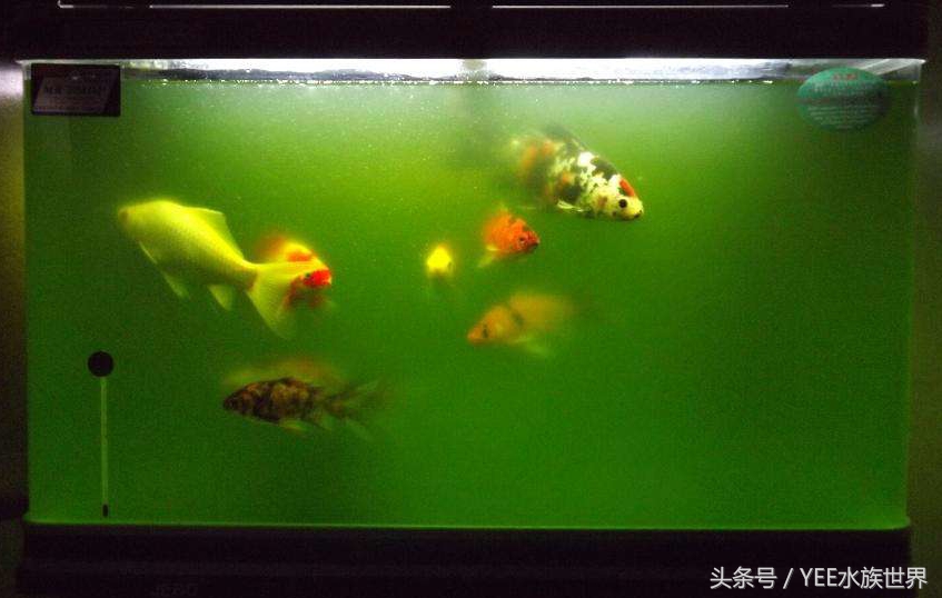 鹦鹉鱼缸水变红了怎么办,鱼缸一开灯鹦鹉鱼就沉底了