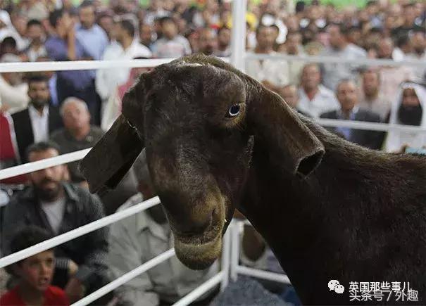 被沙特土豪炒到6万美刀一只的选美级羊咩咩……就长这个鬼样？！