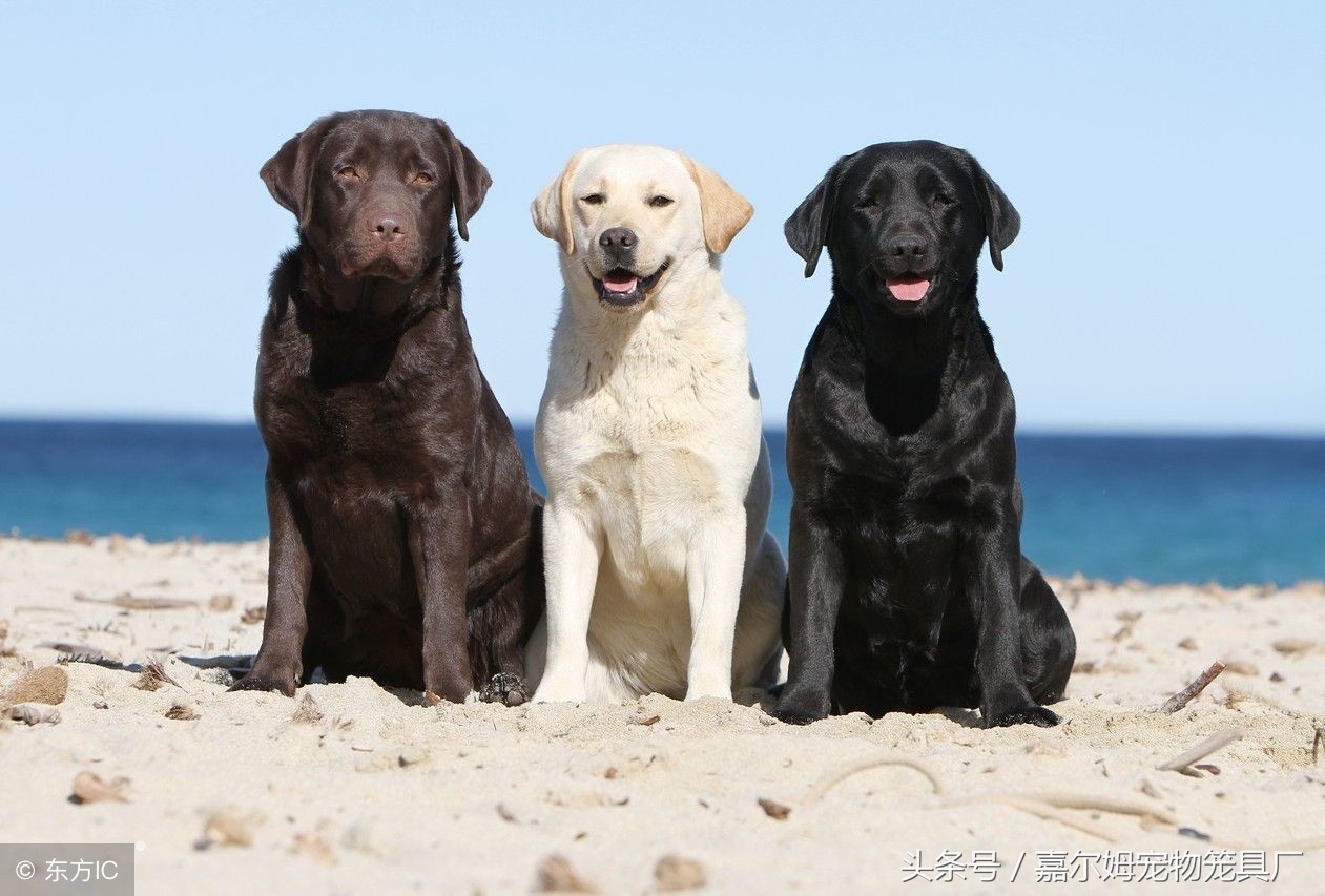 怎么挑一条聪明的拉布拉多幼犬,怎样挑选一只聪明的拉布拉多幼犬