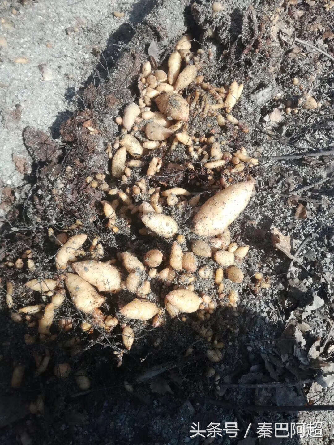 小草坝云南最美的天麻之乡,带你走进云南天麻之乡