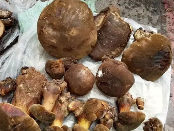 野生菌不知道有没有毒,野生菌有毒无毒的识别