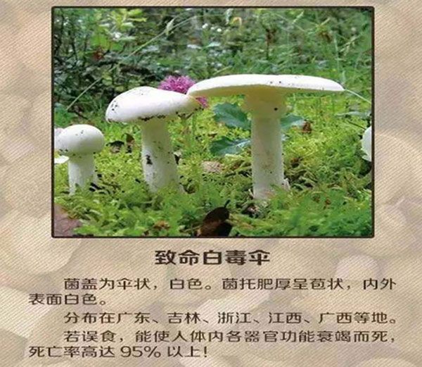 野生菌不知道有没有毒,野生菌有毒无毒的识别