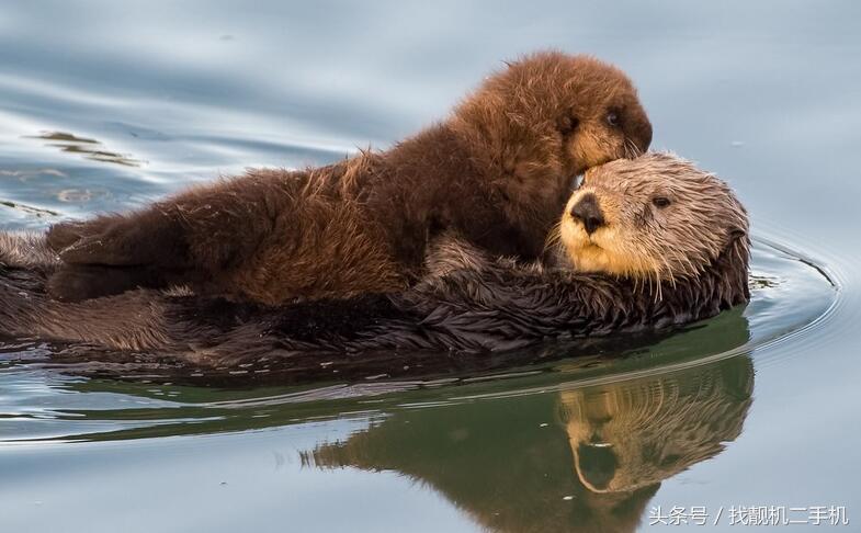 现实中的水猴子长什么样子,传说中的水猴子长什么样子