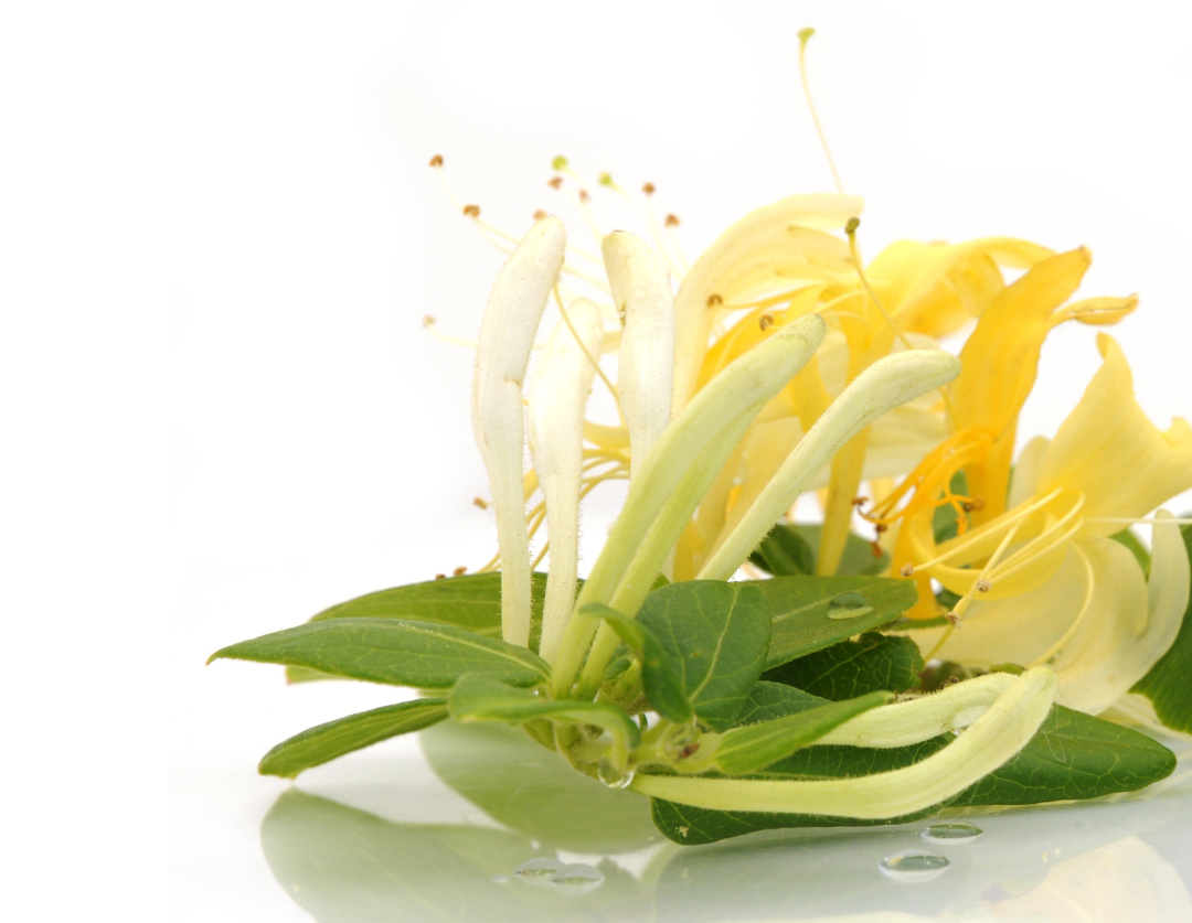 中暑喝什么花茶解暑,中暑花茶