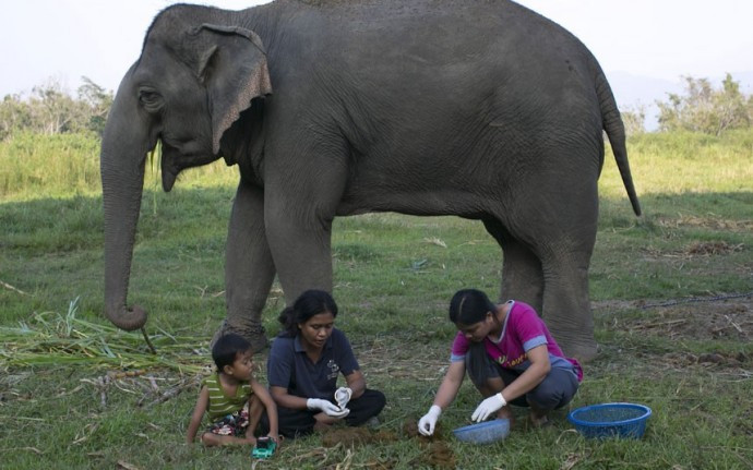 象屎咖啡价格昂贵,正宗的猫屎咖啡多少一杯
