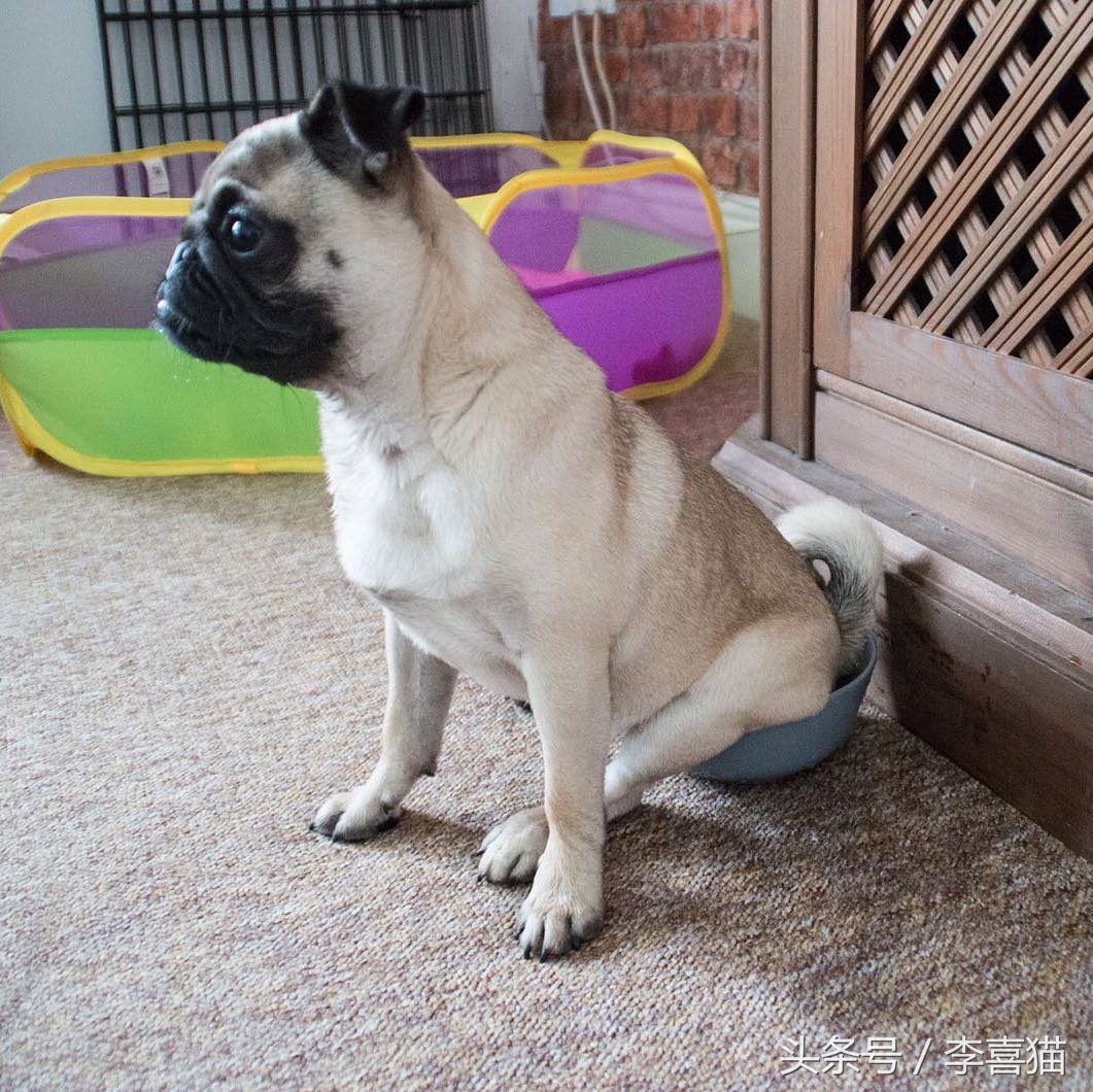 巴哥犬的日常表现有哪些,巴哥犬能有多可爱