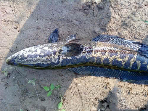 浮萍塘路亚黑鱼扩口,浮萍塘传统野钓大鲫鱼