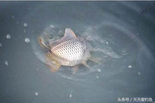 新手钓鱼看浮漂入门基本功,钓鱼人必知五种中鱼漂相调整