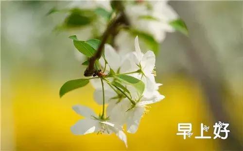 早上好配图鲜花表情图,鲜花祝福表情包早上好