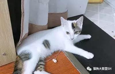 猫狗大联盟维护,猫狗联盟