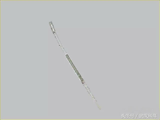 海边常见藻类植物图片,藻类植物常见的有什么