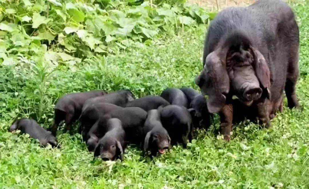 连云港特产排行榜前十名,连云港最全特产