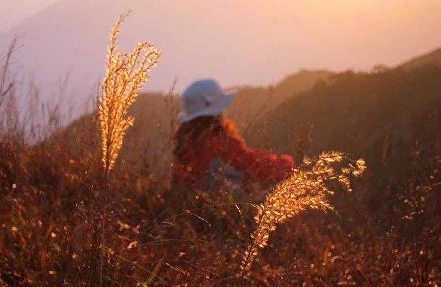想看大草原是去西藏还是新疆,想看草原去哪里合适