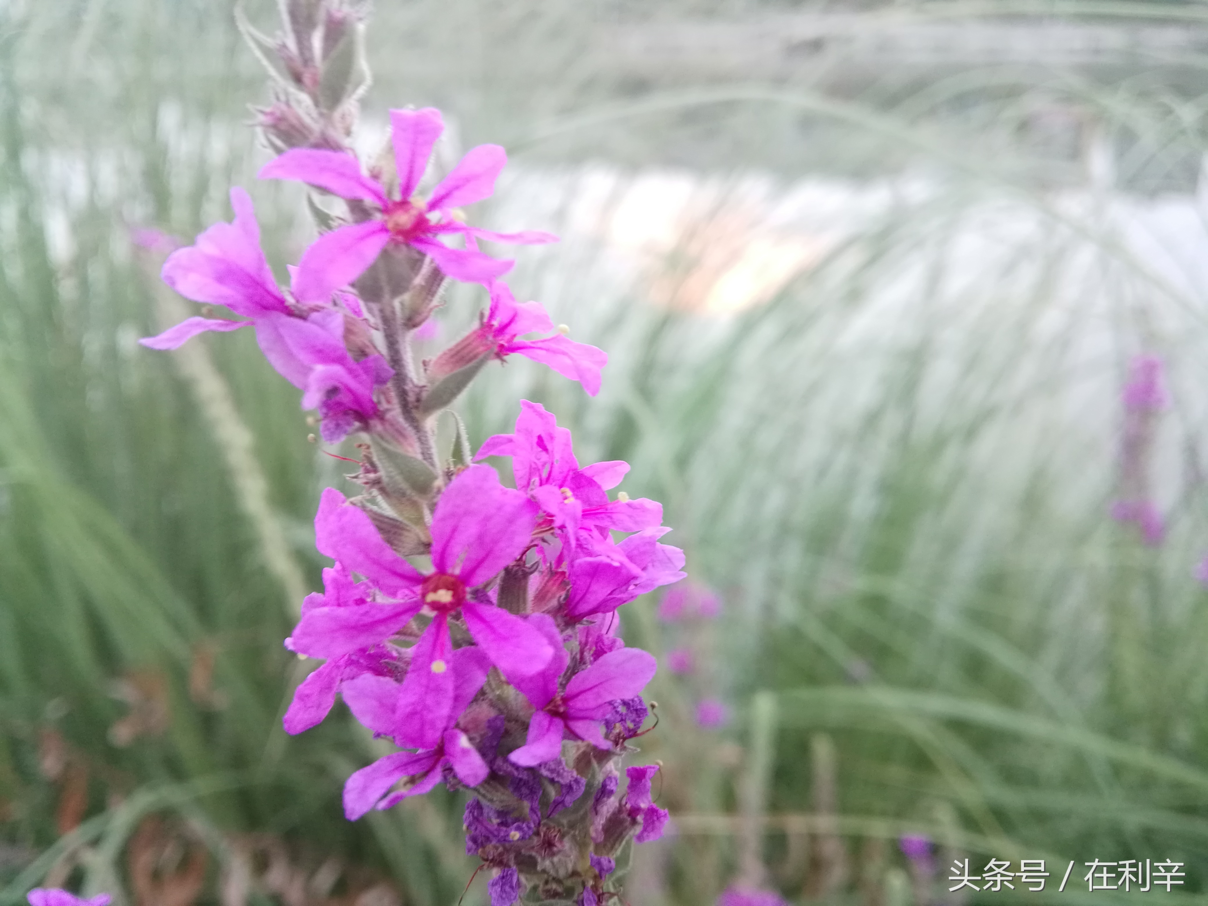 利辛日常生活,亳州利辛县日常生活