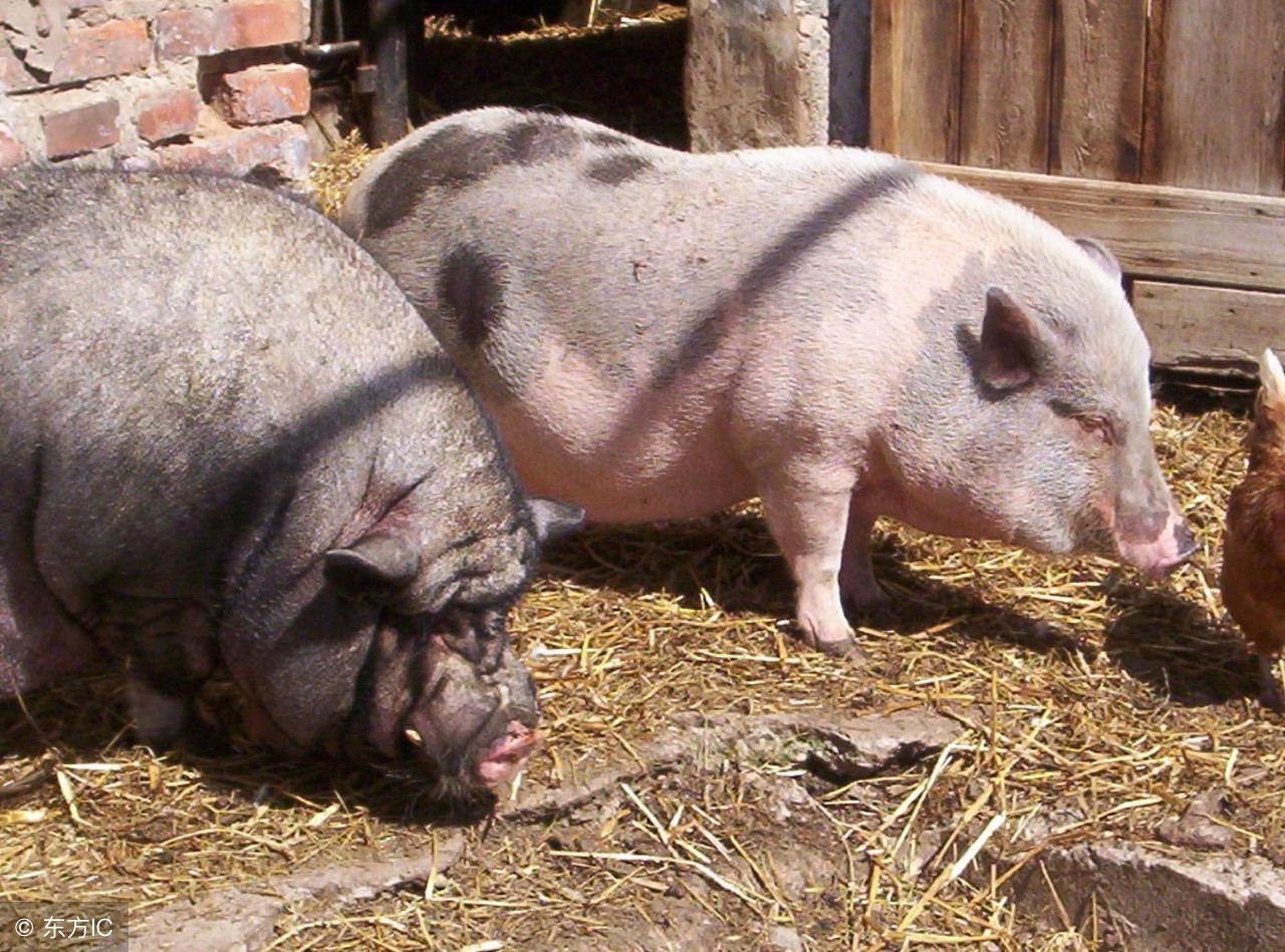 母猪子宫炎一招解决2020年,母猪子宫炎最好的解决方法