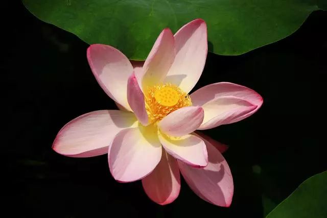 有没有一句你喜欢的但是夏日荷花的清凉就藏在这些只言片语之中