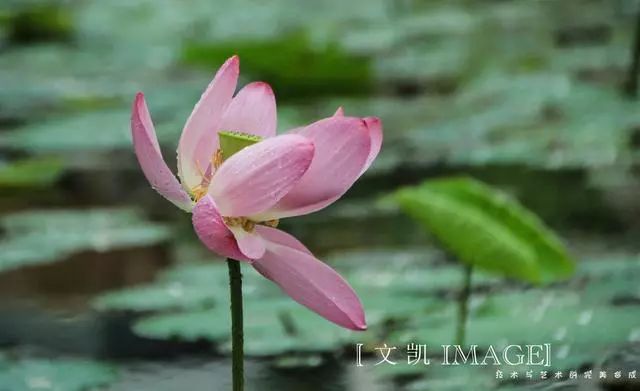 有没有一句你喜欢的但是夏日荷花的清凉就藏在这些只言片语之中