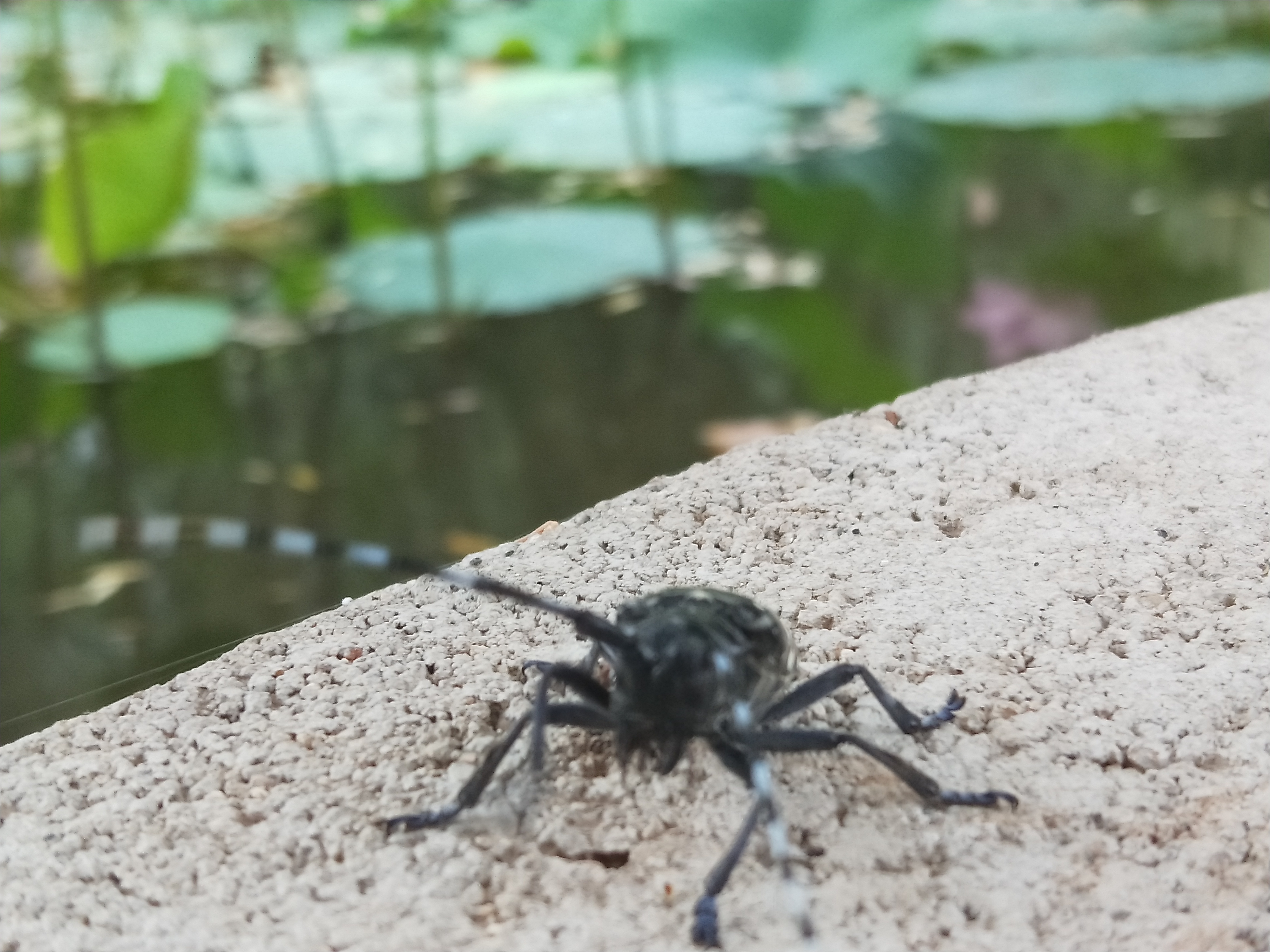 天牛北方叫什么,天牛秋天还生长吗