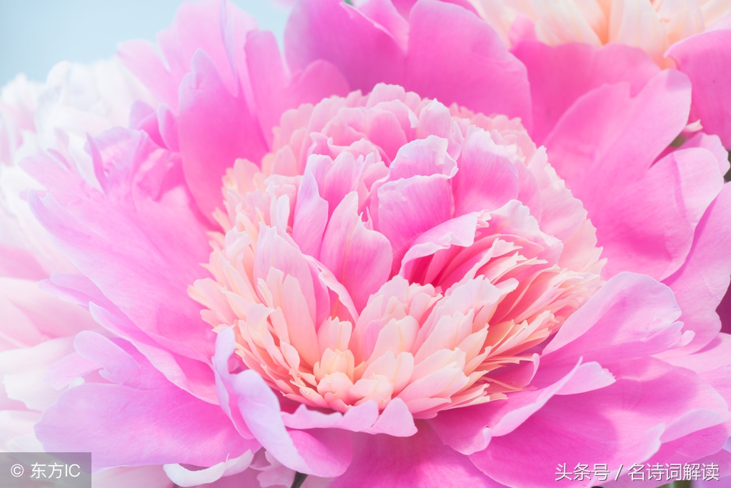 李白清平调词三首的注释,李白清平调三首书法作品图片