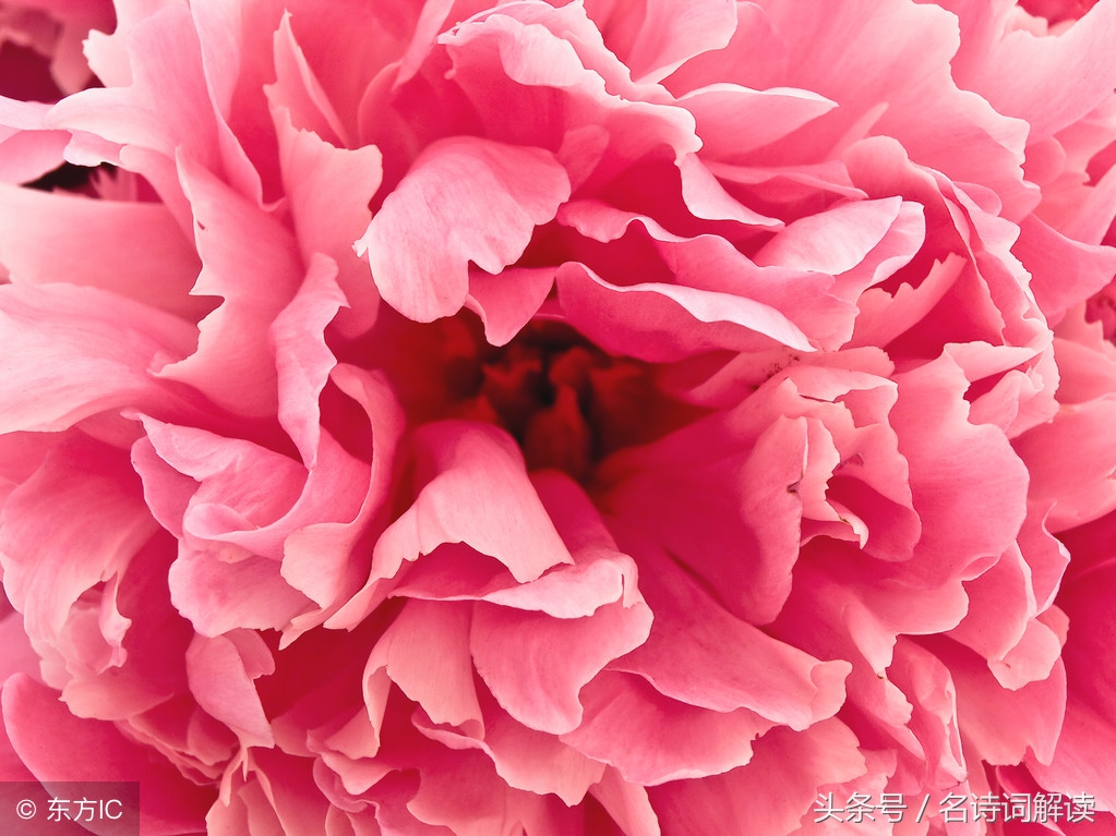 李白清平调词三首的注释,李白清平调三首书法作品图片