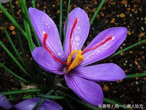 藏红花的图片藏红花的功效和作用,藏红花什么成分及功能